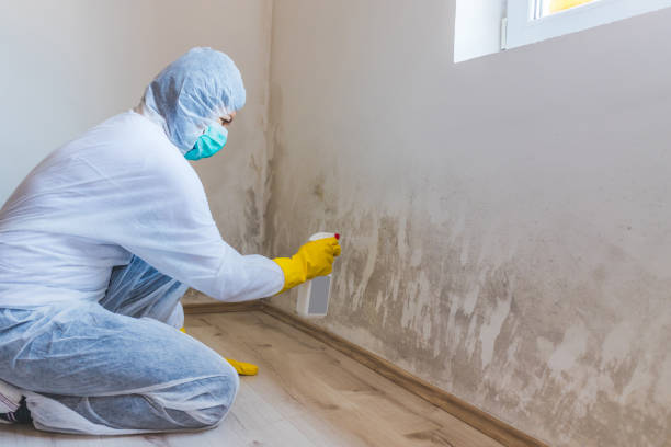 Licensed Mold Remediation service in Woodbury, NJ - Mold Remediation HQ