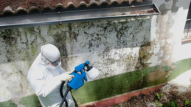 Top rated local Mold Remediation specialists in Woodbury, NJ